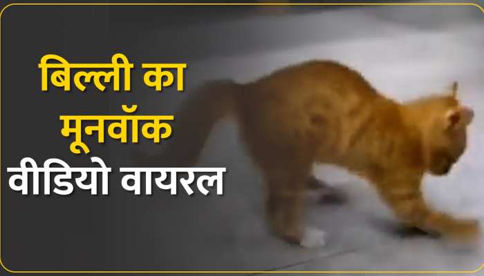 बिल्ली करती माइकल जैक्सन की नकल, लोग बोले असली 'कॉपीकैट', Watch video