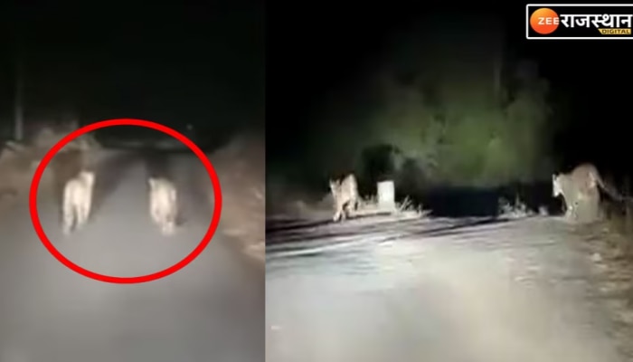 Rajsamand News : राजसमंद में सड़क किनारे दिखें अठखेलियां करते हुए पैंथ, देखिए वीडियो