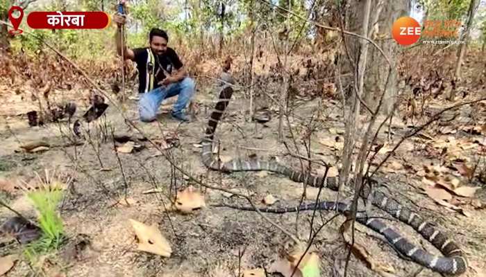 11 फीट लंबे किंग कोबरा सांप को देखकर भागे लोग, फिर ऐसे हुआ रेस्क्यू, देखिए Video