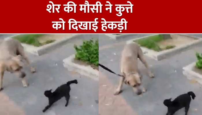 शेर की मौसी ने किया कुत्ते को सिखाया सबक, देखें Viral Video