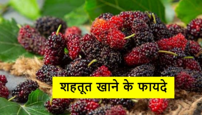 Antioxidant Fruit: औषधीय गुणों से भरपूर है शहतूत, जानिए इसे खाने के बड़े-बड़े फायदे