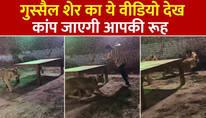 Lion Attack video: बेहद ही चौंकाने वाला वीडियो! गुस्सैल शेर ने अपने मालिक पर ही कर दिया भयानक हमला