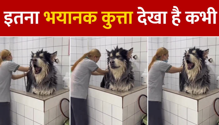 आप देखकर बताइए यह कुत्ता है या जंगल का राजा? Watch Viral Video