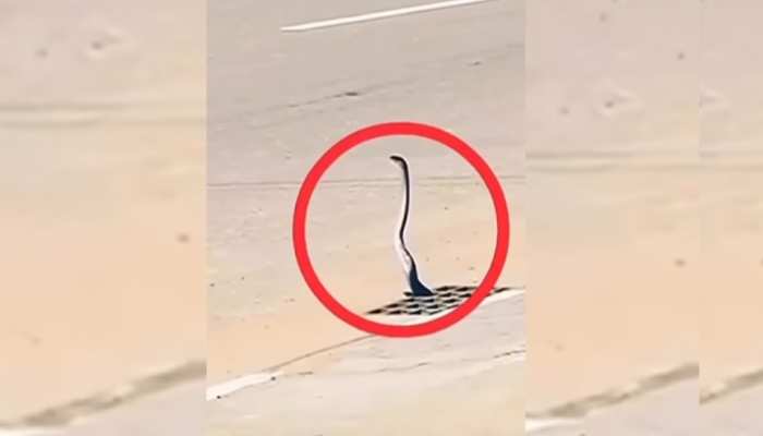 King Cobra : 'पाताल लोक' से निकला किंग कोबरा, इंसानों को देखकर फिर भाग गया