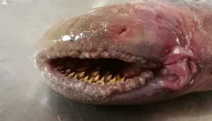 यहां मिली खून चूसने वाली खतरनाक मछली, लोग कहते ‘समुद्री वैम्पायर’; सुखा देती है शरीर