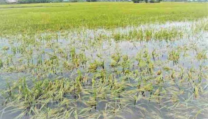 PMFBY के तहत होगा किसानों की फसल के नुकसान का भुगतान,संडे के दिन भी भरे जा रहे फॉर्म