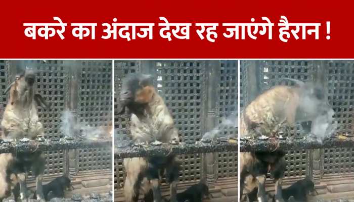 Viral Video: बकरे ने उड़ाए धुएं के छल्ले, वीडियो हो रहा वायरल watch this