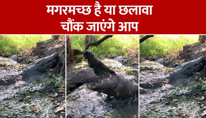 अचानक मौत बनकर सामने आया मगरमच्छ, सोशल मीडिया पर वायरल हुआ वीडियो, Watch