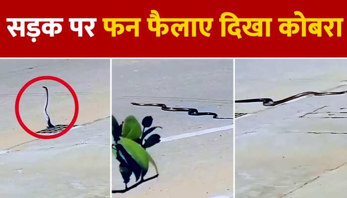 Snake Video : बीच सड़क पर फन फैलाए नजर आया कोबरा