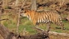 Ranthambore : बाघिन ने सबके सामने किया शिकार, पर्यटकों ने देखा लाइव नजारा 