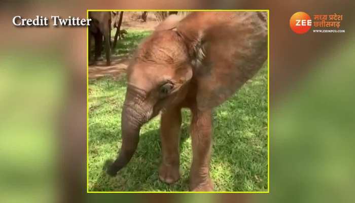 Dancer Hathi: ये है डांस क्लास वाला हाथी..! वीडियो देखकर तो सब यही कहते हैं