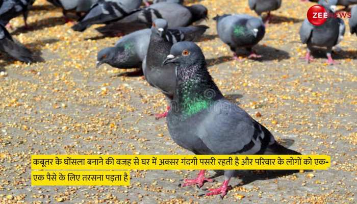 बालकनी में कबूतरों ने गंदगी से कर दिया है परेशान? इन आसान तरीकों से पाएं  छुटकारा - Tips to get rid of pigeons from balcony in hindi