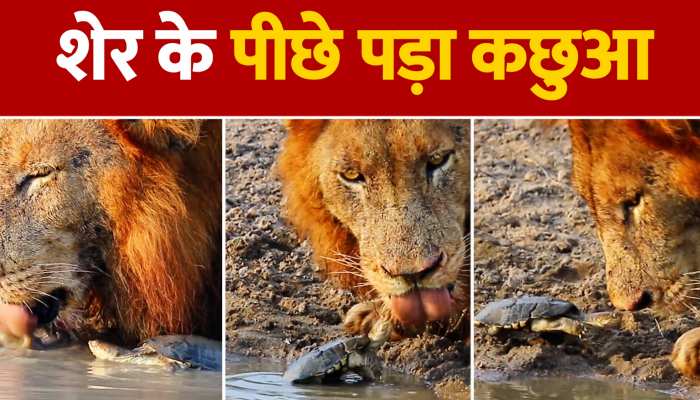 Viral Video : क्या हुआ जब शेर के पीछे पड़ गया कछुआ ?