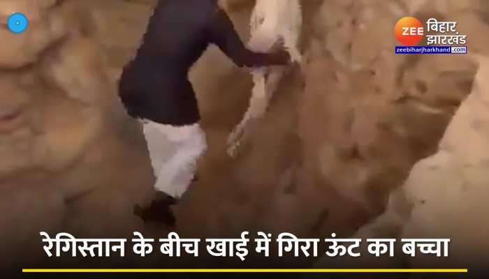 Viral Video: खाई में गिरे ऊंट के बच्चे की व्यक्ति ने बचाई जान, लोगों ने कहा Real Hero