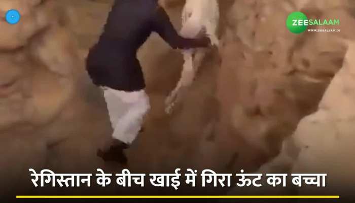 Viral Video: शख्स ने अपनी जान की परवाह किए बगैर बचाई ऊंट के बच्चे की जान, वीडियो हो रहा वीडियो