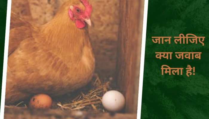 Chat GPT ने बताया- पहले मुर्गी आई या अंडा आया, खोल दिया सबसे बड़ा राज!