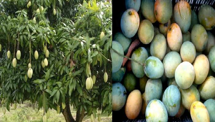 Bihar Jardalu mango taste will America and Australia People | बिहार के  जर्दालू का स्वाद चखेंगे अमेरिका और ऑस्ट्रेलिया के लोग | Hindi News, पटना