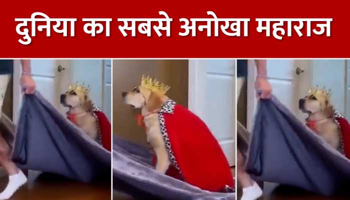 कुत्ते ने बड़े-बड़े महाराजाओं को दी टक्कर, जमकर वायरल हुआ वीडियो, Watch