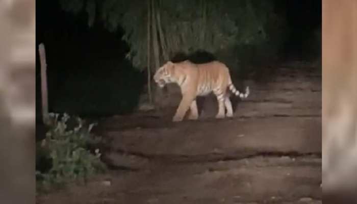 Tiger Video : रात के अंधेरे में शेर की तरह घूमने निकला बाघ, डरे लोग