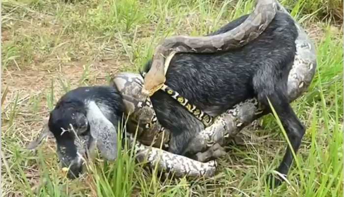 Snake Python Eats Humans Snake Video Eight feet python hunted goat when humans caught it started ...
