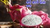 Dragon Fruit Benefits: हाई कोलेस्ट्रॉल को कम करने में मददगार है ये अनोखा फल, आज ही ले आएं घर