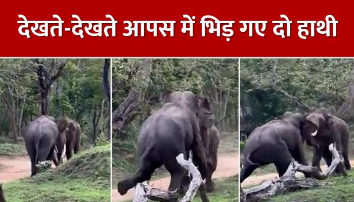 Elephants Fighting : आपस में भिड़ गए दो हाथी, आगे जो हुआ उसे देख