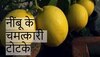 नींबू के इस टोटके में छिपा है सफलता का राज, करते ही कामयाबी के शिखर पर पहुंचना तय