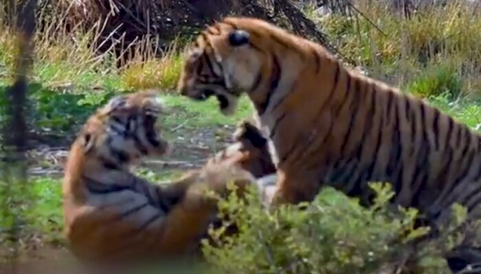 Animal Video : दो बाघों के बीच हो गई हाथापाई, रोमांचक है वीडियो