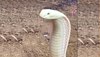 King Cobra : दूध जैसा सफेद किंग कोबरा, क्यूट है पर काटते ही मौत पक्की 