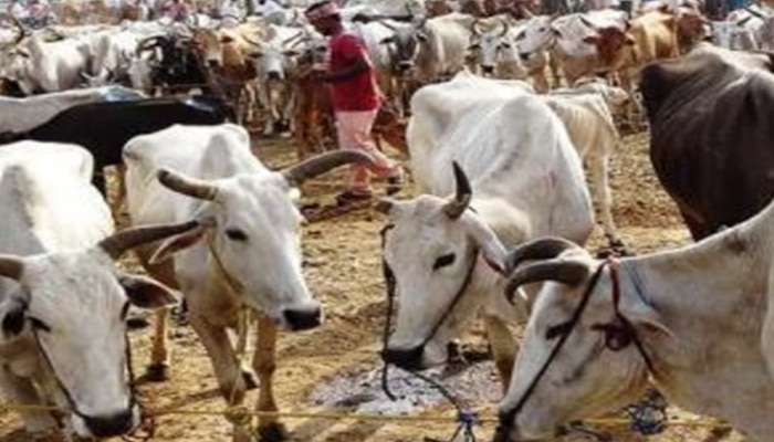 गाय भैंस खरीदने के लिए सरकार दे रही इतने लाख रुपये का लोन, जानिए पूरा स्कीम