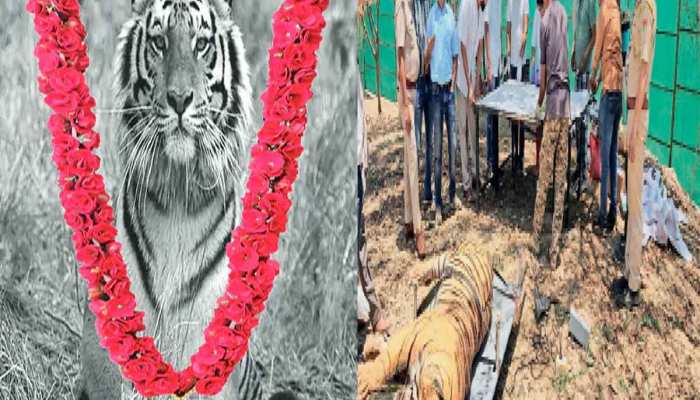 उदयपुर में चीकू(बाघ टी-104 ) मांगे इंसाफ, गोली के ओवरडोज से गई जान