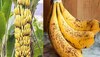 banana facts: आखिर केला टेढ़ा क्यों होता है? चौंकाने वाला है इसके पीछे का कारण...