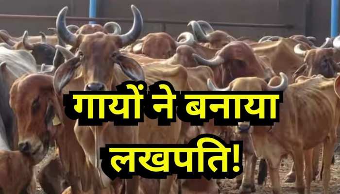 बांसुरी की धुन पर दूध देती है इस खास नस्ल की गाय, 4500 रु. किलो बिक रहा है घी