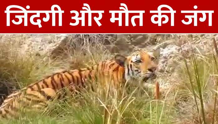 बाघ के मुंह से बच निकला हिरण, पहले नहीं देखा होगा ऐसा वीडियो https://english.cdn.zeenews.com/static/apprun/fallbackimages/hindi800x400.svg