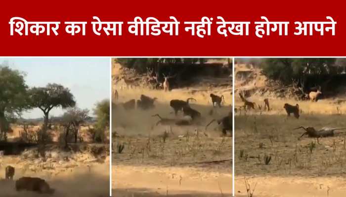 पेड़ पर चढ़कर तेंदुए ने किया हिरण का ऐसा शिकार, कभी नहीं देखा होगा ऐसा VIDEO https://english.cdn.zeenews.com/static/apprun/fallbackimages/hindi800x400.svg