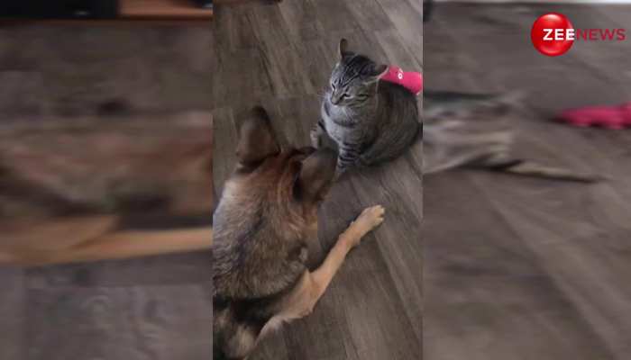 cat dog viral video: बिल्ली ने मारा पंजा कुत्ता हो गया गंजा, दोनों की बजी ऐसी लड़ाई; देख लोग हुए परेशान 