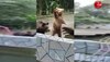 viral bear video: भालू का ऐसा वीडियो आपने पहले कभी नहीं देखा होगा, हंस-हंस के हो जाओगे लोट-पोट