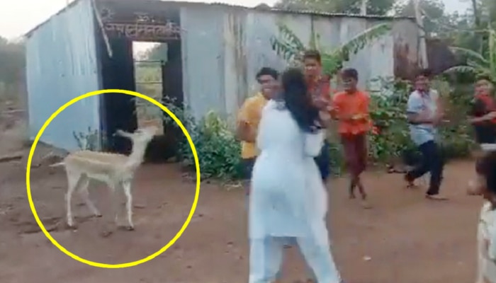 Deer Dancing Video: ହରେ କୃଷ୍ଣ ହରେ ରାମ କୀର୍ତ୍ତନରେ ହରିଣ କରୁଛି ଡ୍ୟାନ୍ସ; ଆପଣଙ୍କ ମନକୁ ଖୁସି କରିଦେବ ଏହି ଭିଡିଓ https://english.cdn.zeenews.com/static/apprun/fallbackimages/hindi800x400.svg