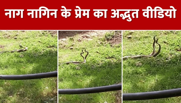 दुर्लभ नाग नागिन का सड़क पर प्यार में नाचने का वीडियो वायरल, लाखों ने देखा https://english.cdn.zeenews.com/static/apprun/fallbackimages/hindi800x400.svg