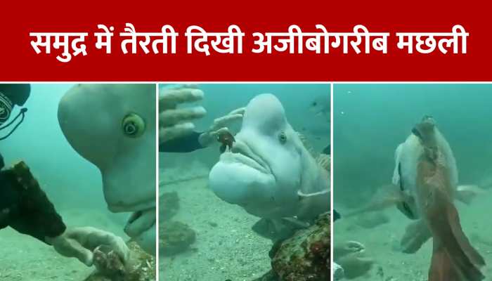 Viral Video:समुद्र की गहराई में दिखी अजीबोगरीब मछली, वीडियो हुआ वायरल https://english.cdn.zeenews.com/static/apprun/fallbackimages/hindi800x400.svg