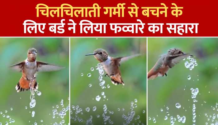 Viral Video: बर्ड ने चिलचिलाती गर्मी से बचने के लिए लिया फव्वारे का सहारा