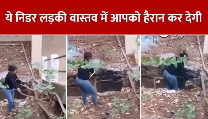 King Cobra: खतरनाक सांप को पकड़ने के लिए सूखे नाले कूद गई लड़की, दो किंग कोबरा को ऐसा पकड़ा, देखें वीडियो https://english.cdn.zeenews.com/static/apprun/fallbackimages/hindi800x400.svg