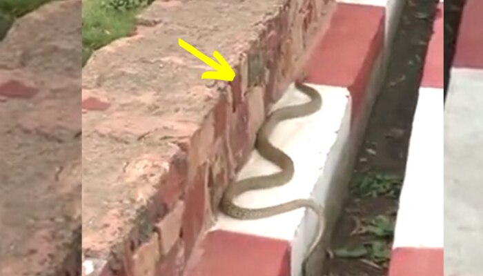 King Cobra : एसपी ऑफिस पहुंचा 6 फुट लंबा सांप, देखते ही अपराधियों की तरह हो गया फरार! https://english.cdn.zeenews.com/static/apprun/fallbackimages/hindi800x400.svg