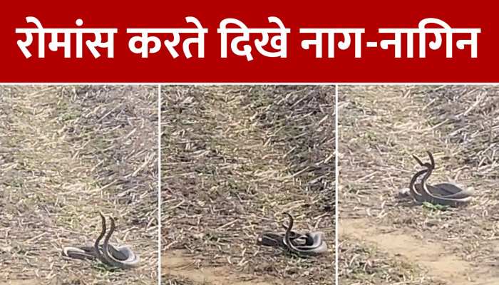 Viral Video: नाग-नागिन का रोमांस करते वीडियो वायरल, सोशल मीडिया पर मचा तहलका https://english.cdn.zeenews.com/static/apprun/fallbackimages/hindi800x400.svg