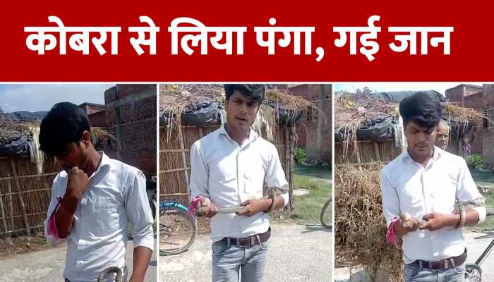 किंग कोबरा से खेल में चली गई जान, जहरीले सांप के काटने से तड़प-तड़प कर मौत