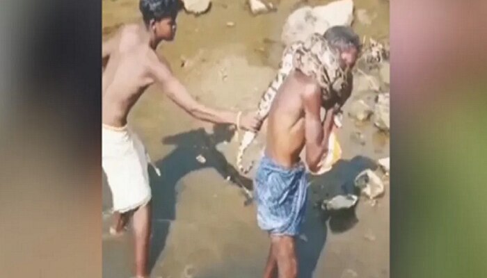 Python Attack Video: ବୃଦ୍ଧଙ୍କ ବେକରେ ଗୁଡ଼ାଇ ହୋଇ ରହିଲା ବିଶାଳ ଅଜଗର, ବାହାର କରିବା ପାଇଁ ଝାଳନାଳ ହୋଇଗଲେ ଲୋକେ, ଦେଖନ୍ତୁ ଭିଡିଓ https://english.cdn.zeenews.com/static/apprun/fallbackimages/hindi800x400.svg