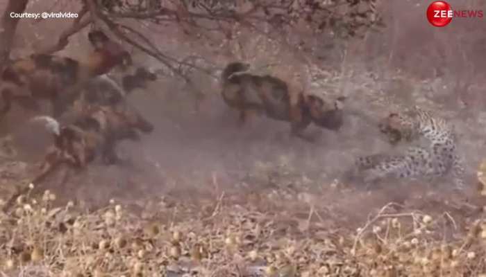 leopard Dog Video: कुत्तों ने निकाली तेंदुए की हवा, ऐसी-ऐसी जगह नोचा, बिल्ली की तरह दूम दबाकर भागा जंगल का शिकारी