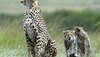 Kuno Cheetah Project: कूनो में शावकों की मौत का असर! चीता प्रोजेक्ट शिफ्टिंग को लेकर हुआ फैसला, केंद्र ने लगाई मुहर