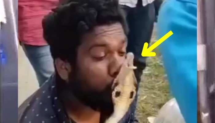 King Cobra Video : किंग कोबरा को कर रहा था KISS तभी कोबरा ने दबोचा शख्स का मुंह https://english.cdn.zeenews.com/static/apprun/fallbackimages/hindi800x400.svg