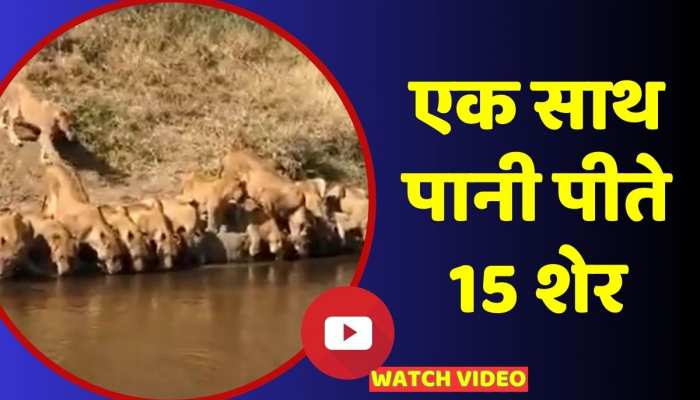गिर के जंगल में हिरन नदी में पानी पीते 15 शेर, शानदार वीडियो वायरल https://english.cdn.zeenews.com/static/apprun/fallbackimages/hindi800x400.svg
